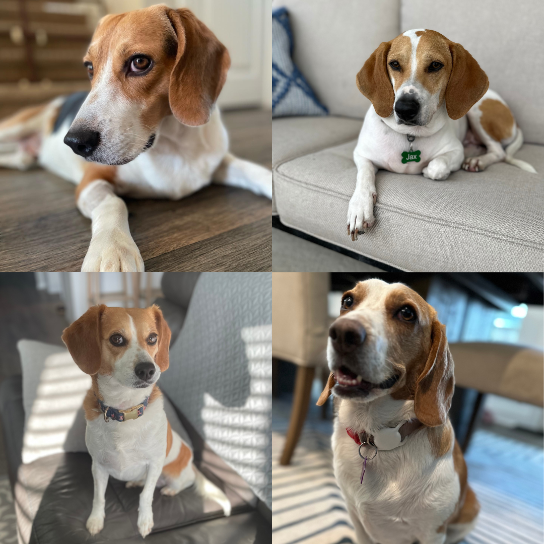 Meet the Pups Behind the Beans: The Stories of Hound House Coffee’s Rescue Dogs